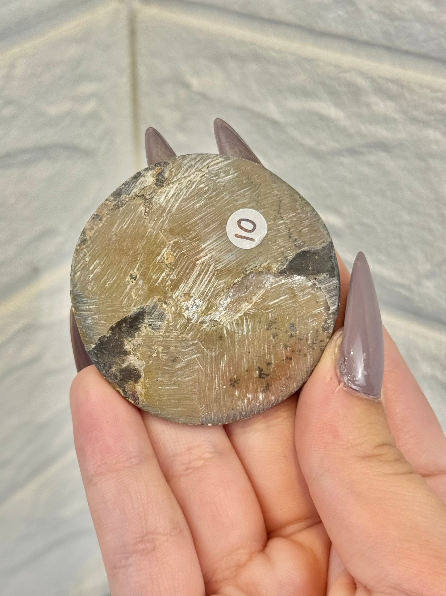 Ammonite fossil from Morocco