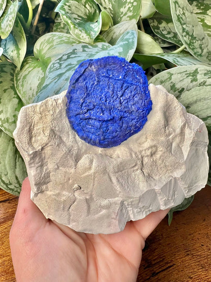 *rare* azurite sun specimen from Australia