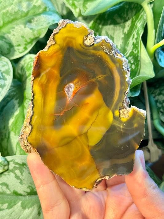 High quality “bumblebee” Condor agate from Argentina B