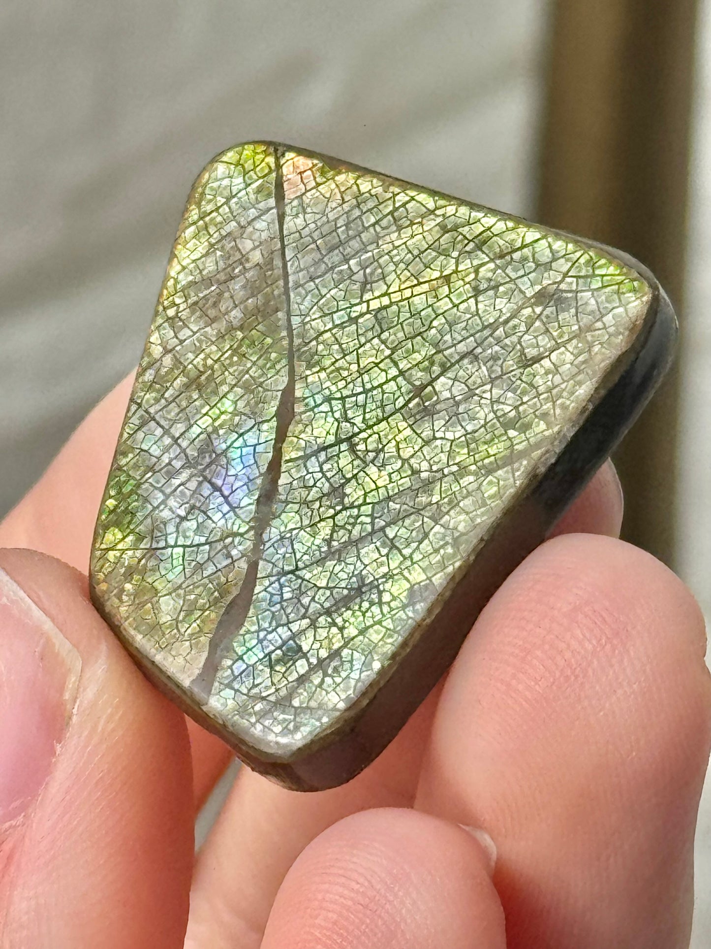 1 gorgeous ammolite fossil from Canada