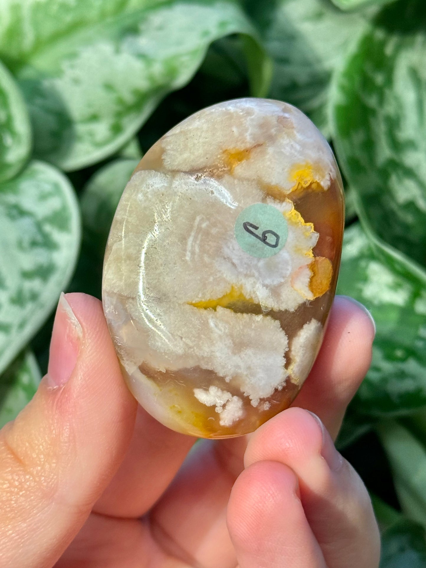 Flower agate palm stone from Madagascar