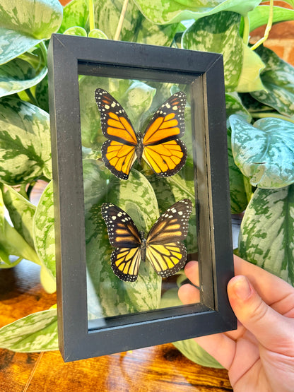 1 stunning preserved double monarch butterfly display