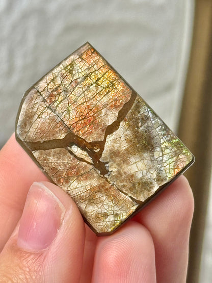 1 gorgeous ammolite fossil from Canada