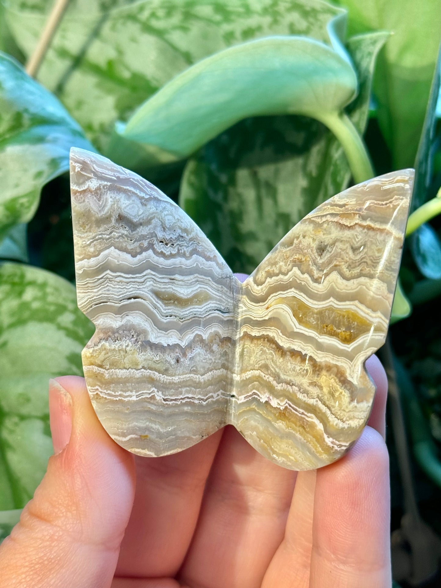 1 intuitive yellow crazy lace agate 3D butterfly from Indonesia