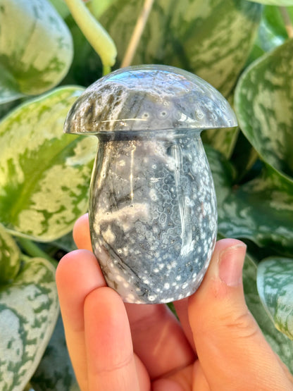 Blue orbicular sea jasper mushroom