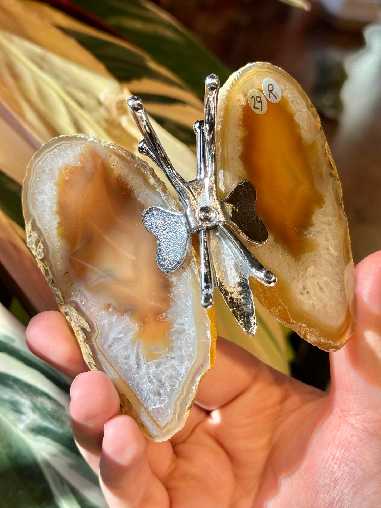 Agate butterfly from Brazil R