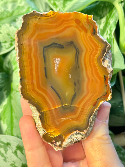 High quality orange banded Condor agate from Argentina B