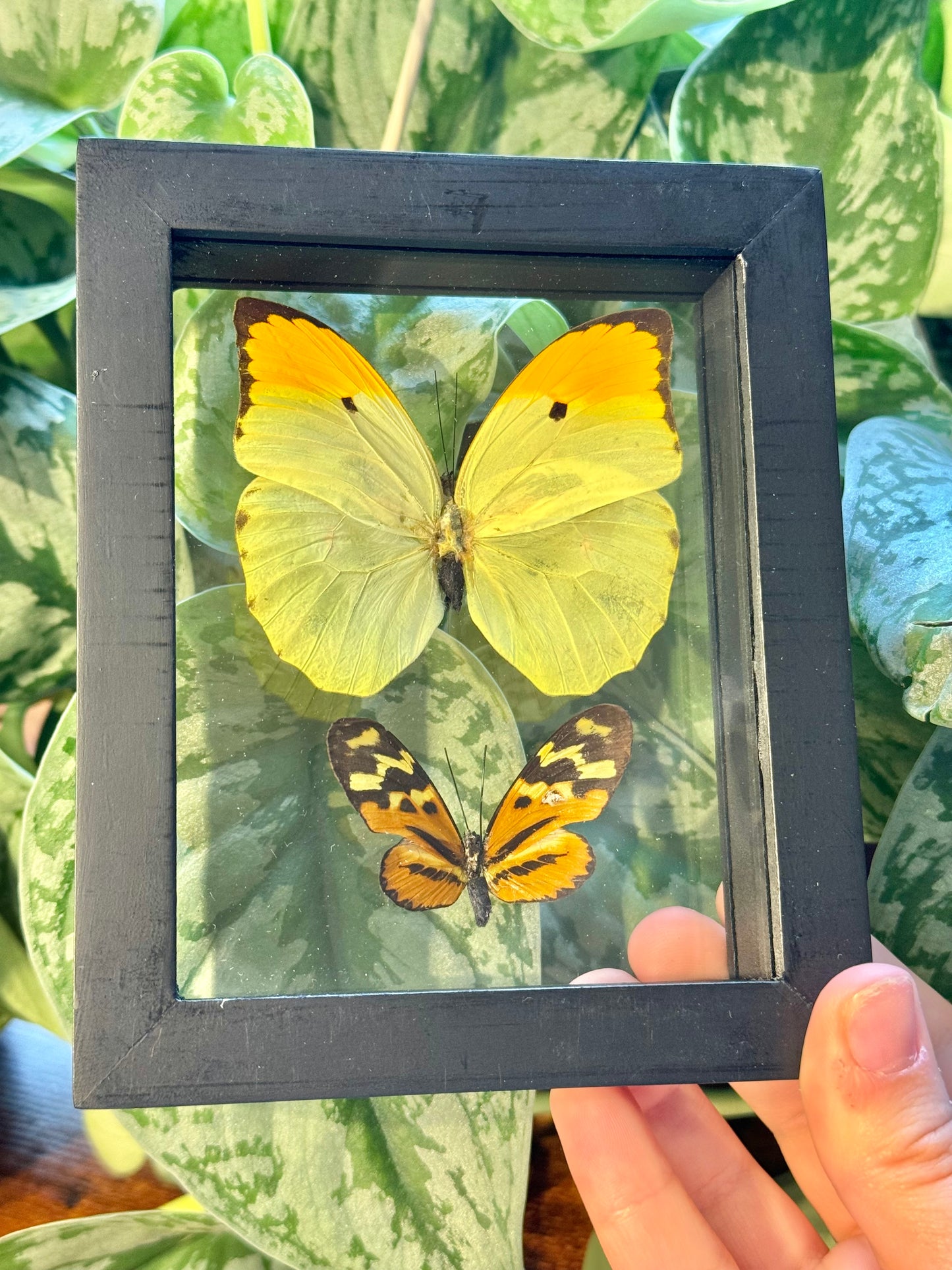 Beautiful preserved Anteos Menippe double butterfly display