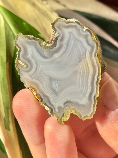 White laguna agate HH