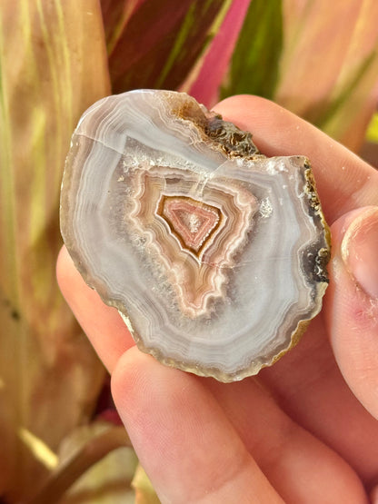 White/ red laguna agate WW