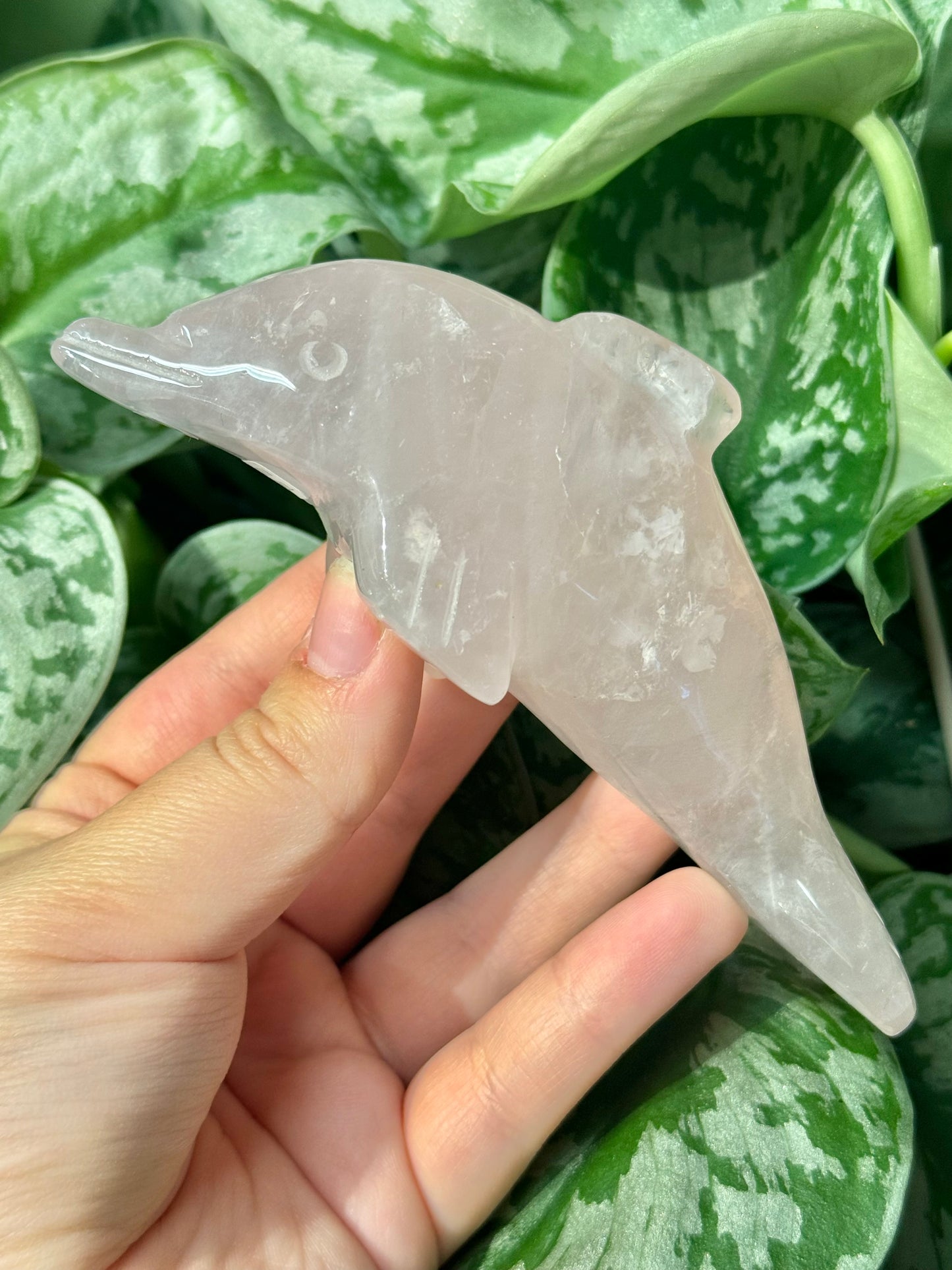 Cute rose quartz dolphin F