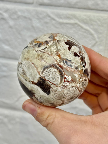 You pick! Money agate spheres from Indonesia