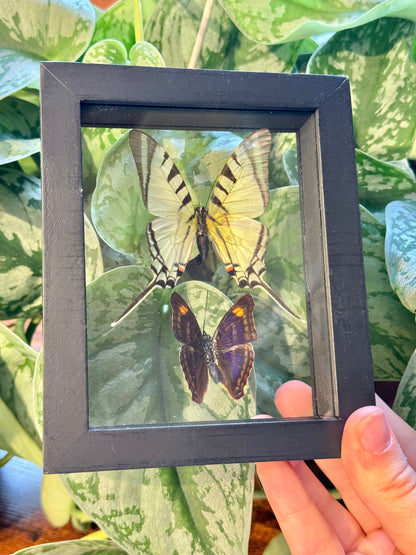 Beautiful preserved Neographium Agesuilaus double butterfly display