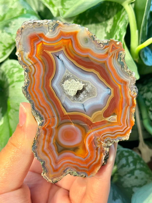 High quality banded Condor agate from Argentina A