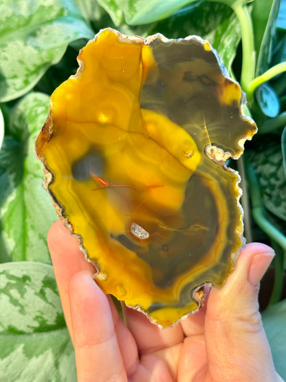 High quality “bumblebee” Condor agate from Argentina A