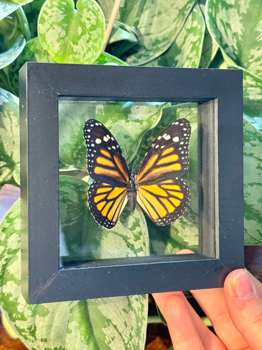 1 stunning preserved monarch butterfly display