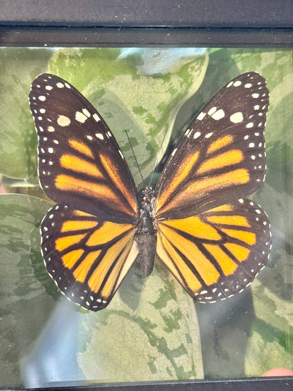 1 stunning preserved monarch butterfly display