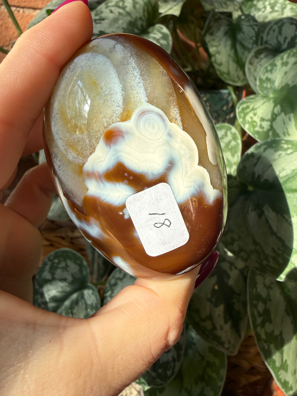 Orca X Carnelian Gallet/ Palm Stone 18